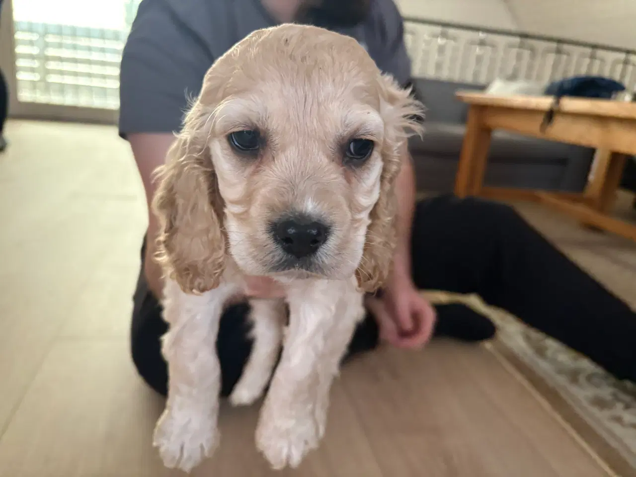 Billede 3 - Sund cocker spaniel hvalpe 