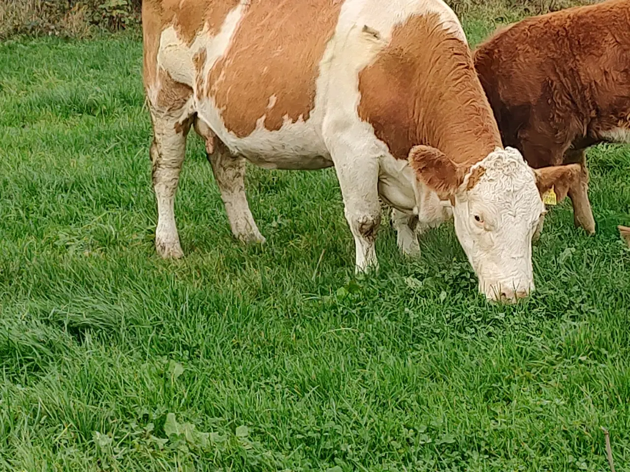 Billede 4 - Kødkvægs køer