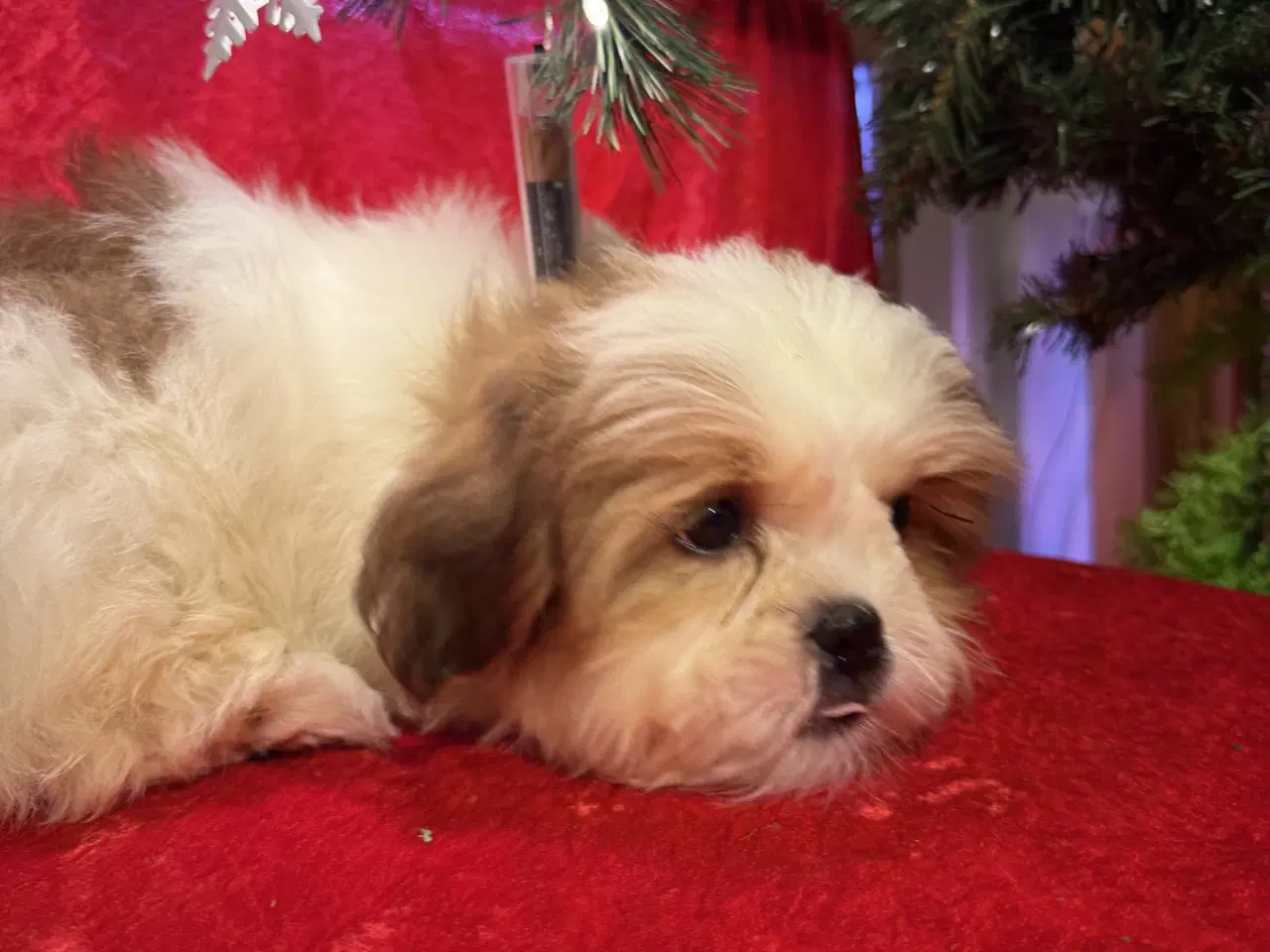 Billede 11 - Shih tzu-mor/ Coton de Tulear-far