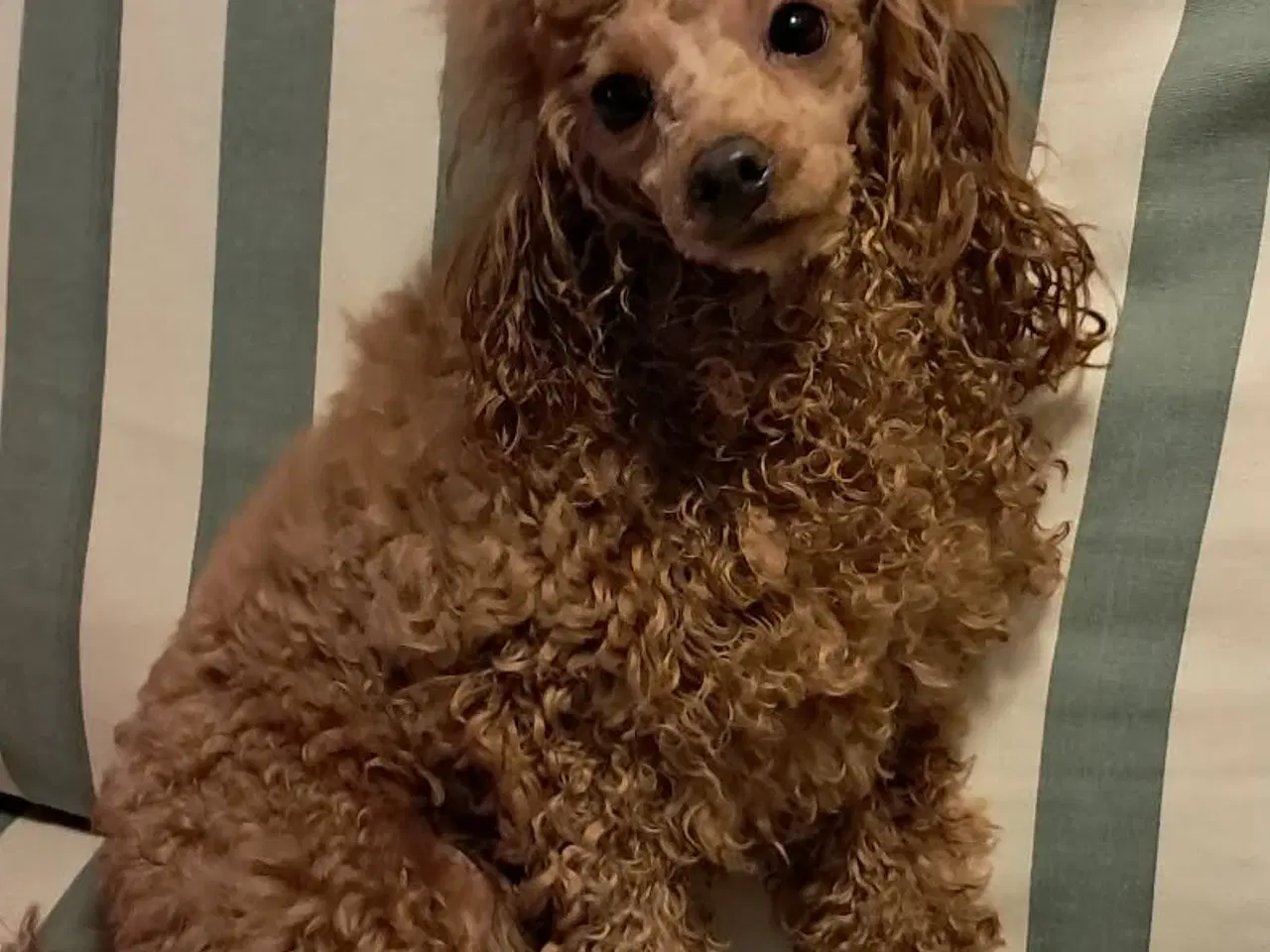 Billede 2 - Total skønhed Toy Puddel