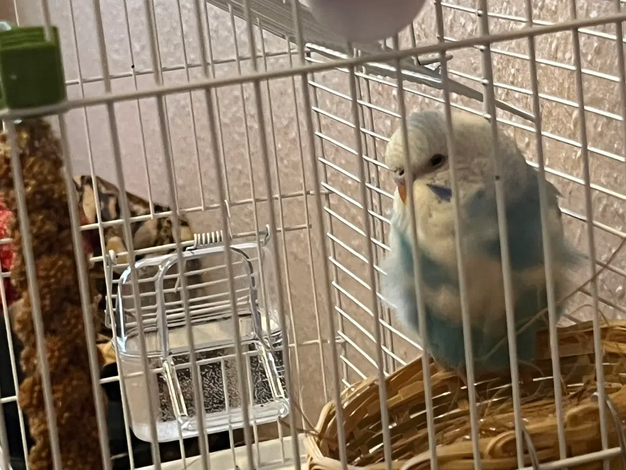 Billede 1 - Undulat unge