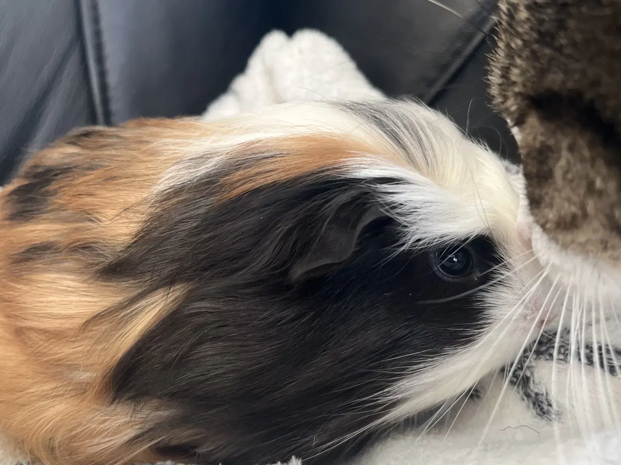 Billede 2 - Marsvin, han