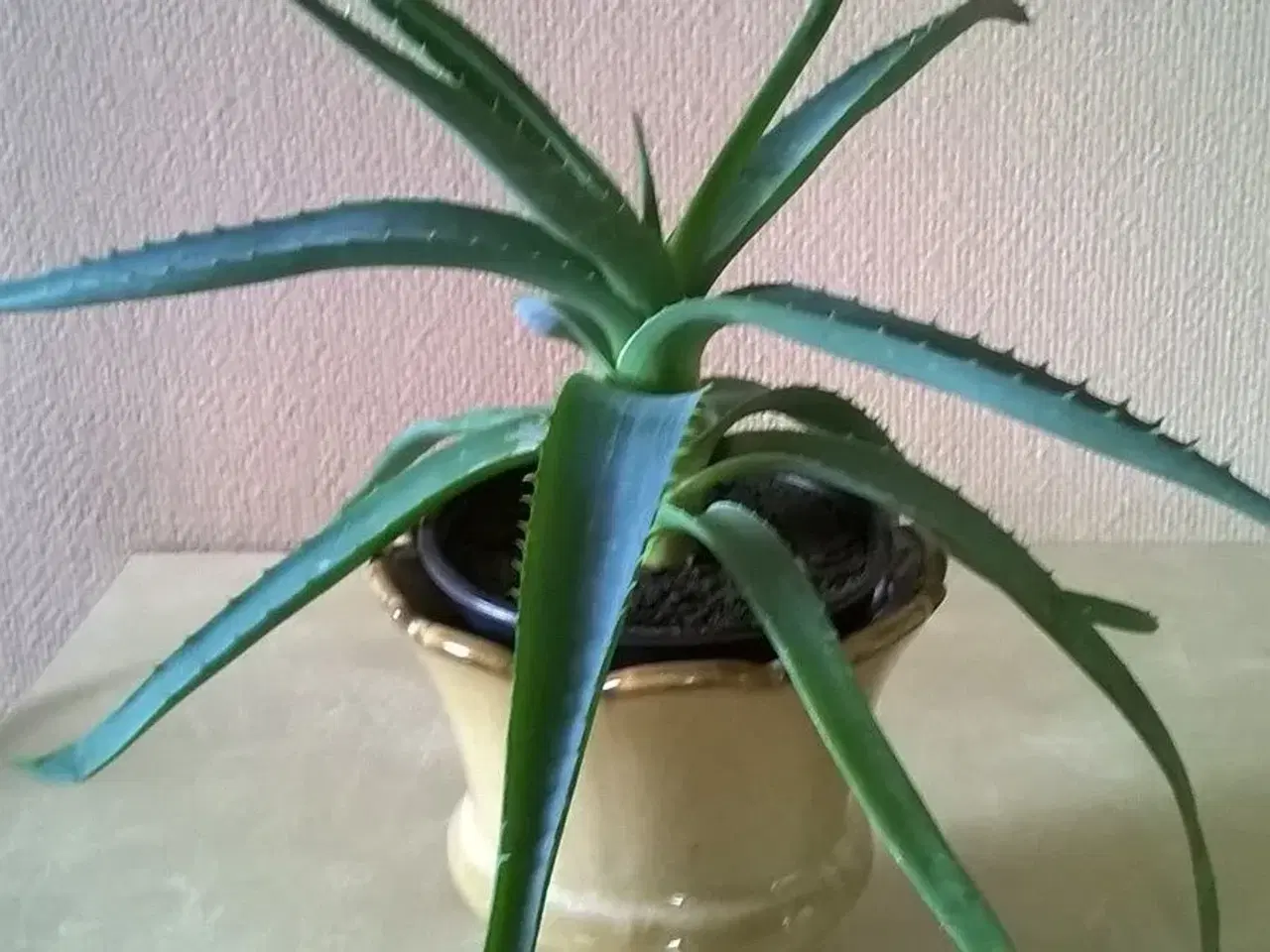 Billede 2 - Aloe Vera planter