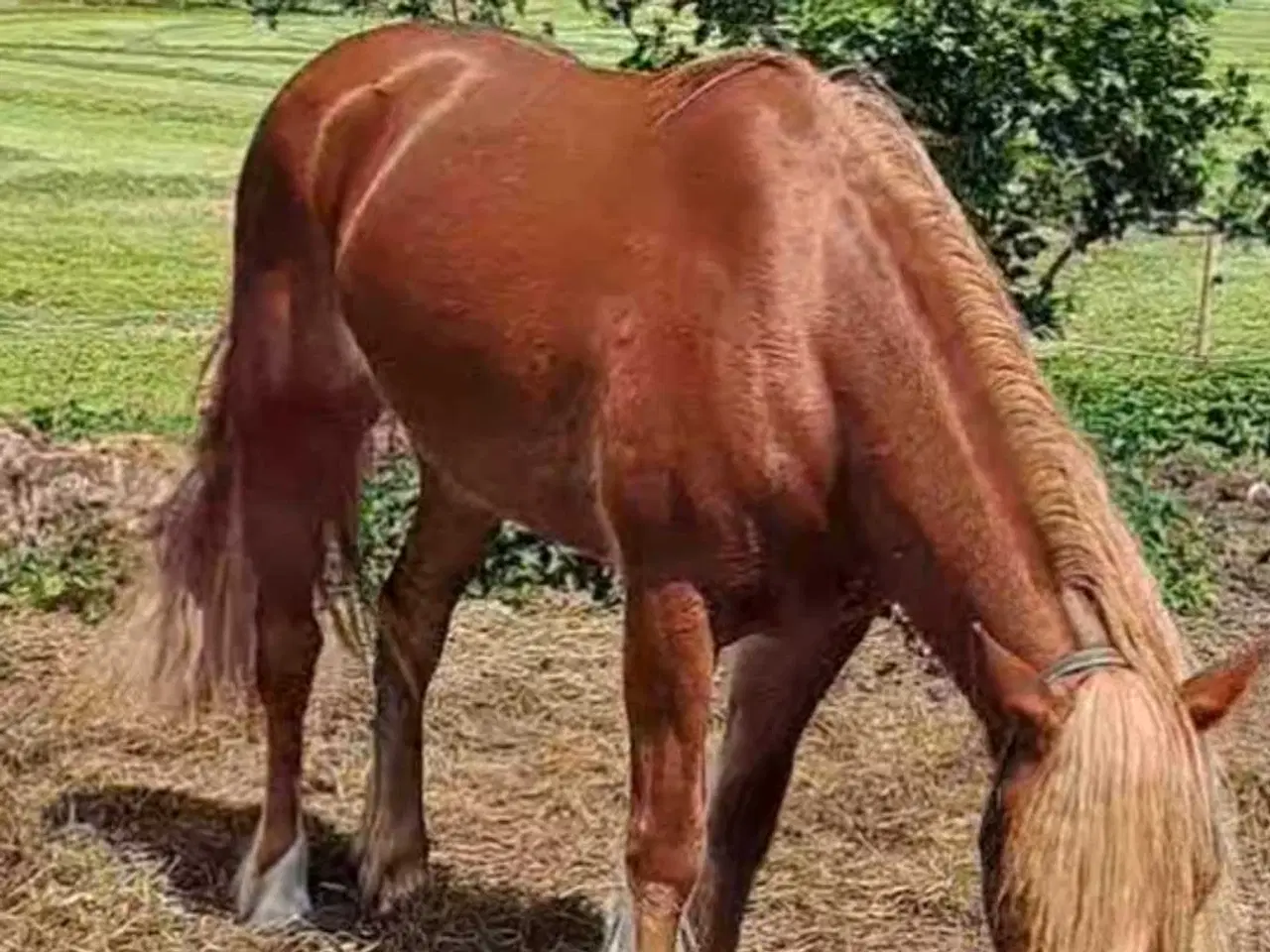 Billede 1 - Norsk koldblods 