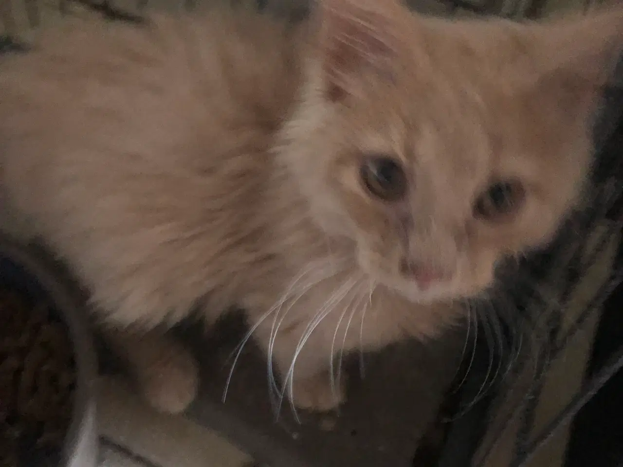 Billede 14 - Maine coon killing unden travle