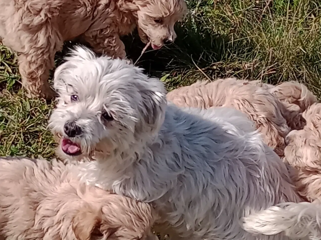 Billede 13 - Maltipoo hvalpe