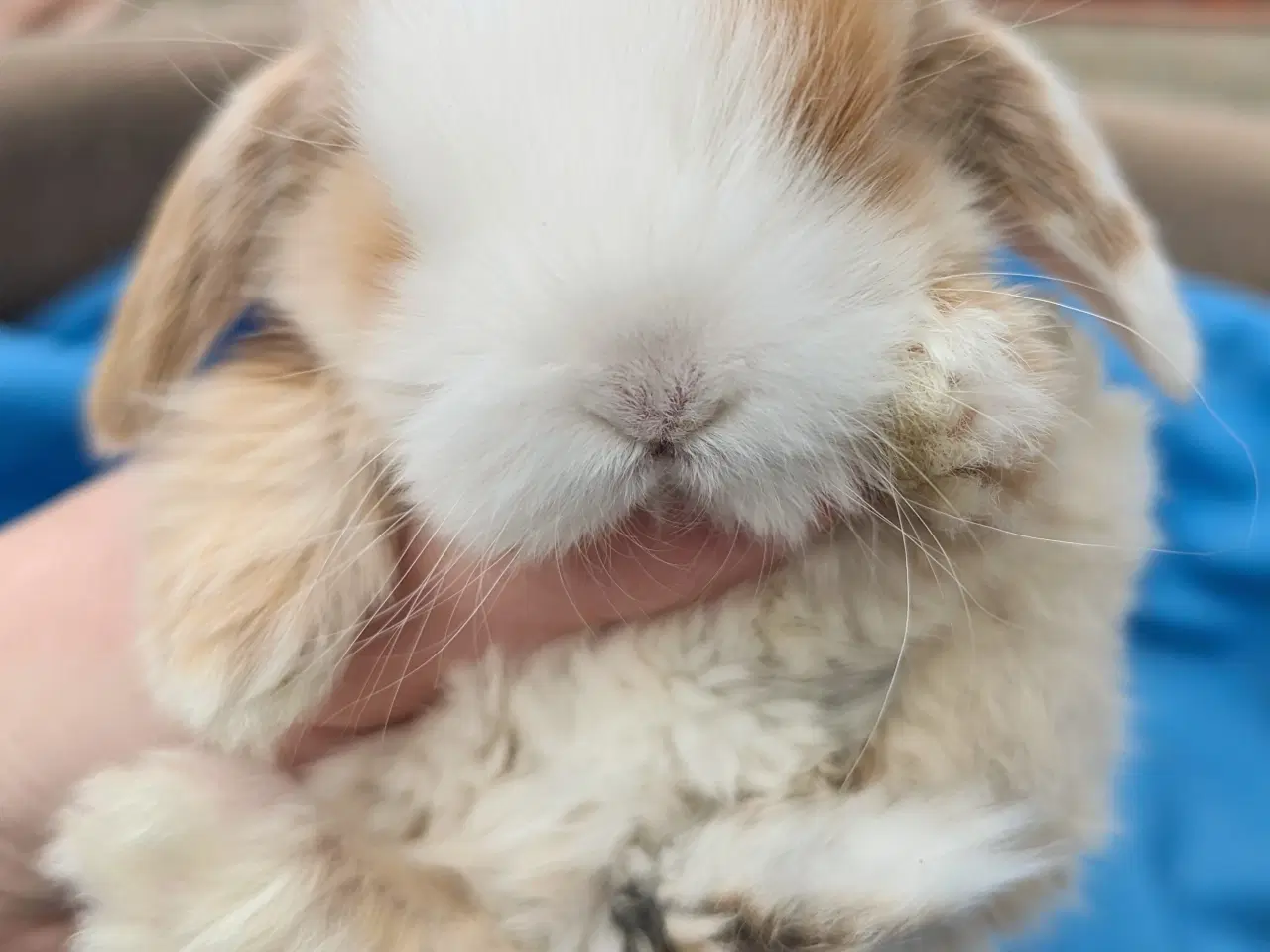 Billede 7 - Minilop kaninunge sælges