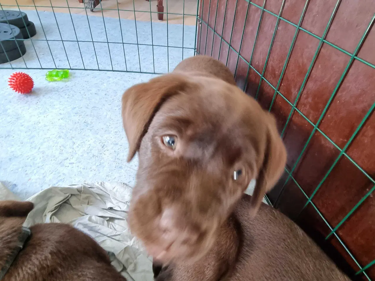 Billede 4 - Brun Labrador gammel slags