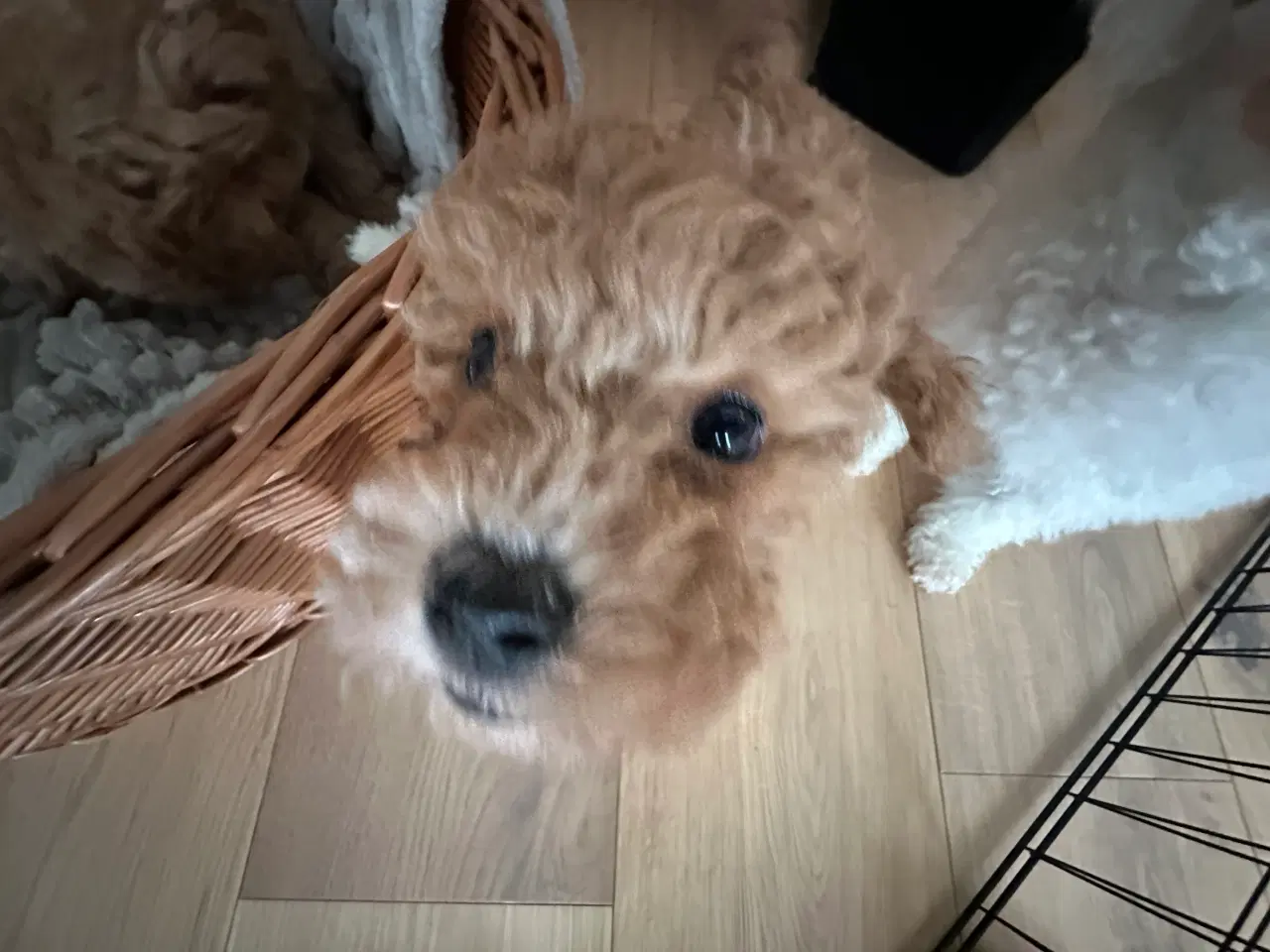 Billede 1 - Bichon Frise / Pood (Bomuldshund) hvalpe - 8uger