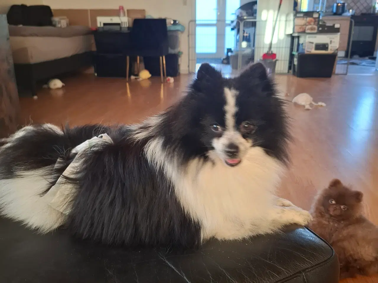 Billede 1 - Kærlig pommeranian dreng 