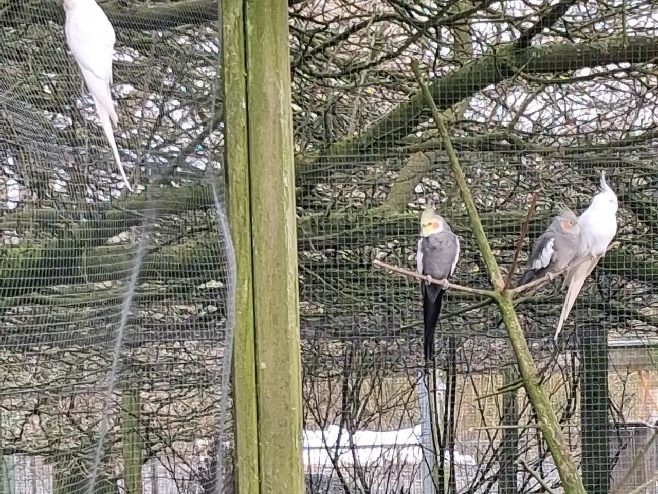 Billede 1 - 4 nymfeparakit og 1 vakkelvorne hun