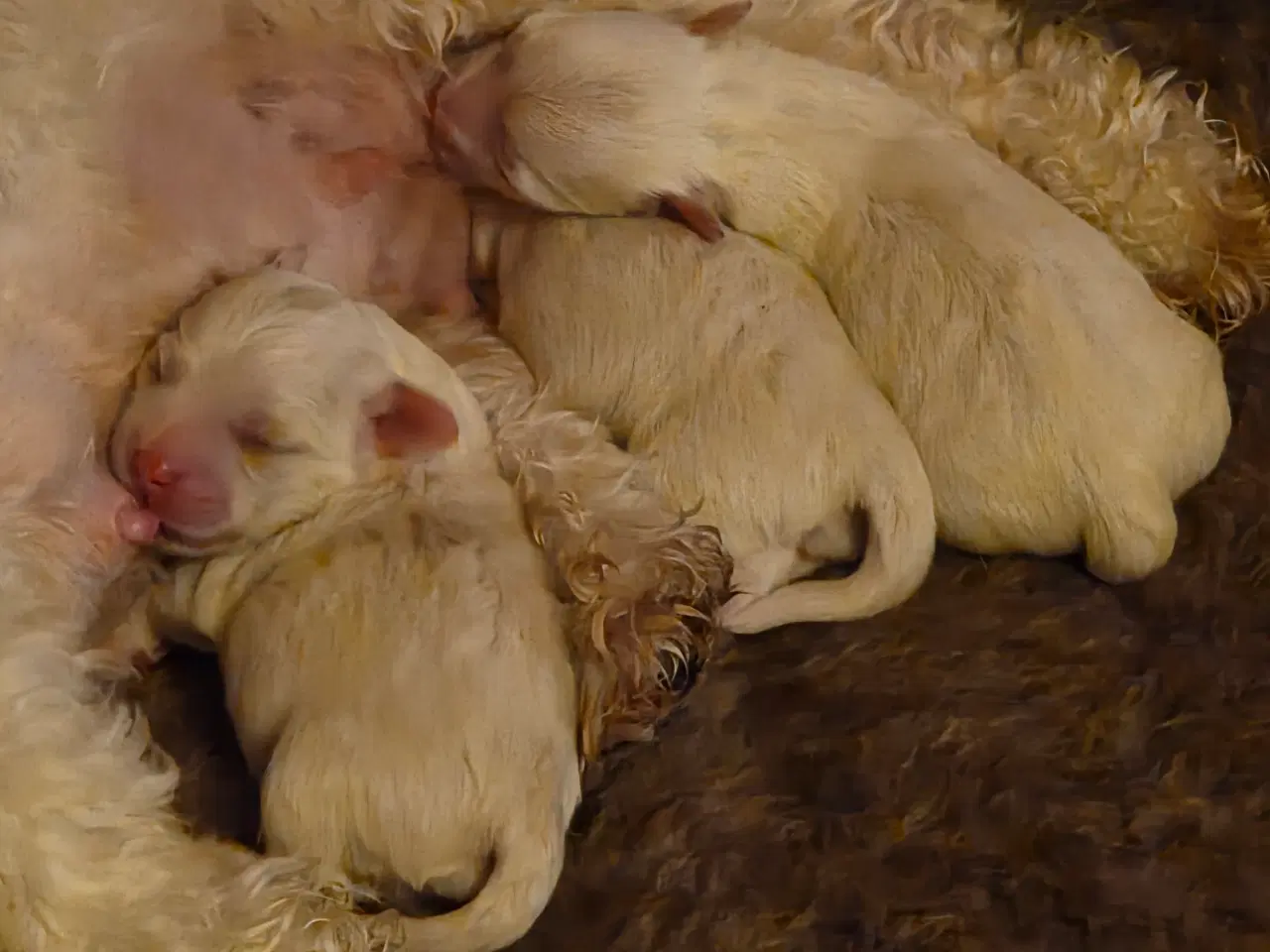 Billede 2 - Coton de tulear hvalpe 