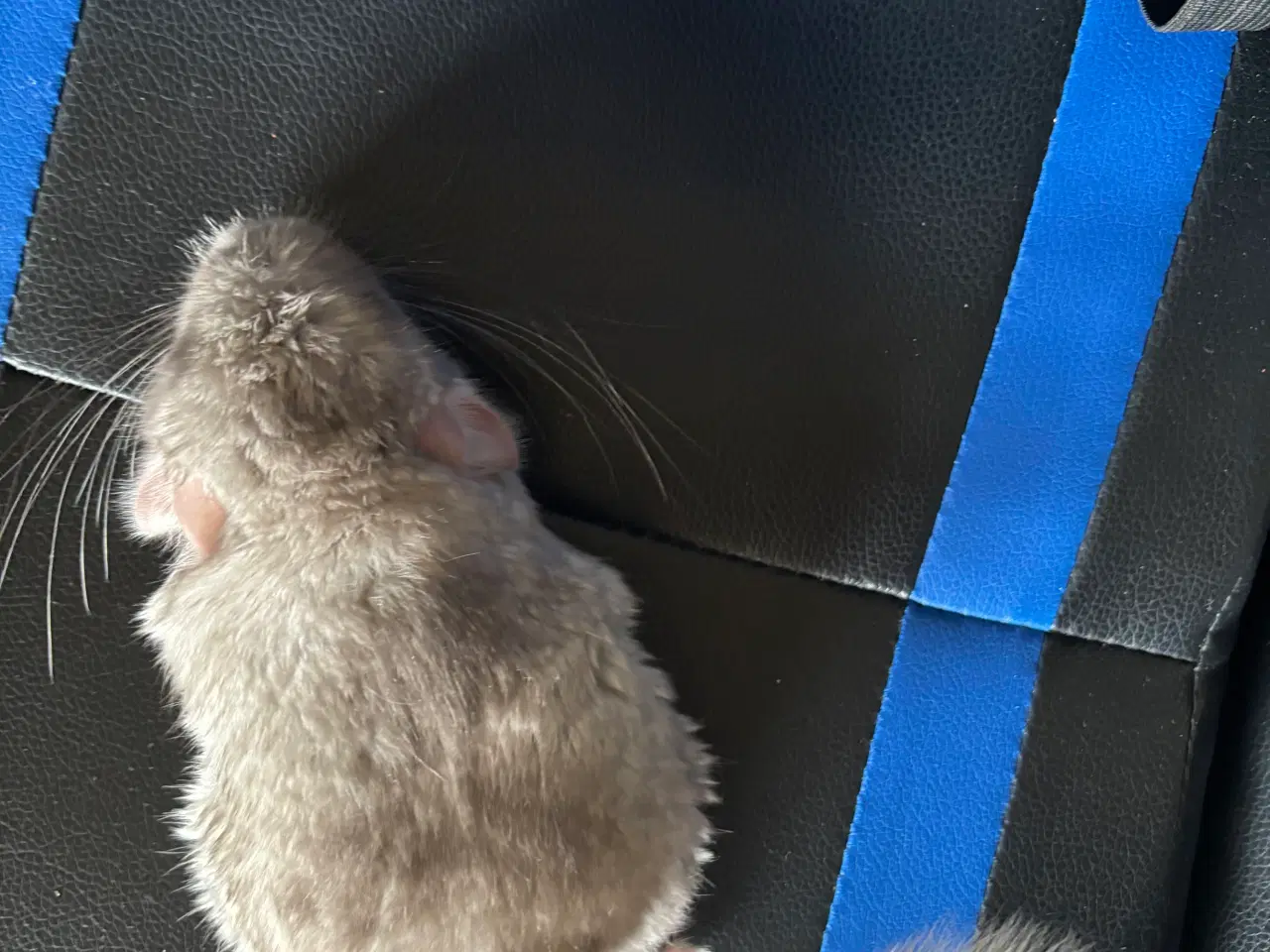 Billede 4 - Chinchilla unge seks uger gammel