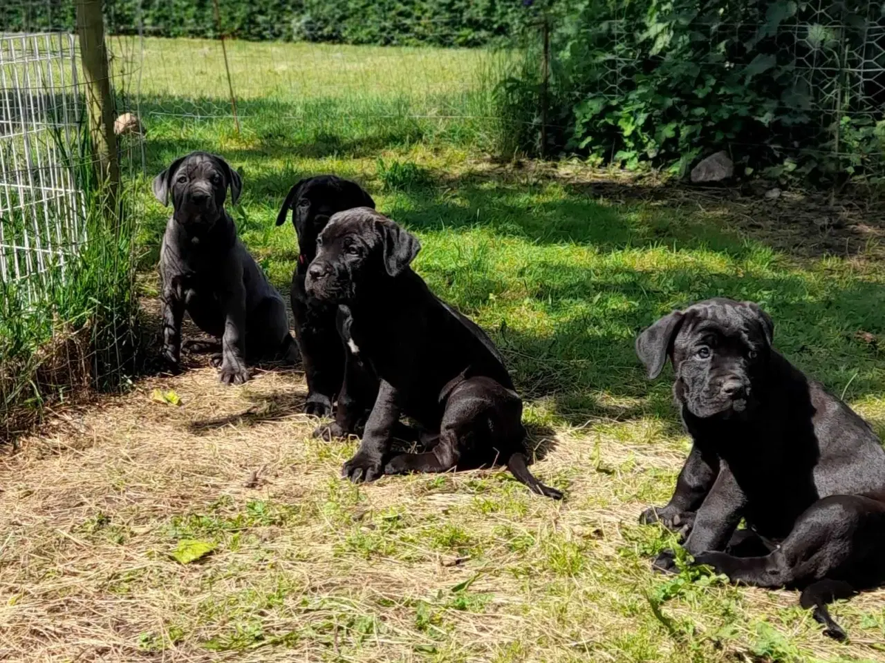 Billede 7 - Cane corso hvalpe
