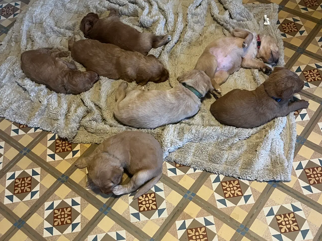 Billede 10 - Labradoodle F1b