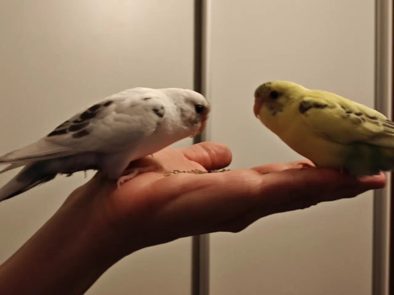 Billede 2 - Undulater 4 stk., håndtamme