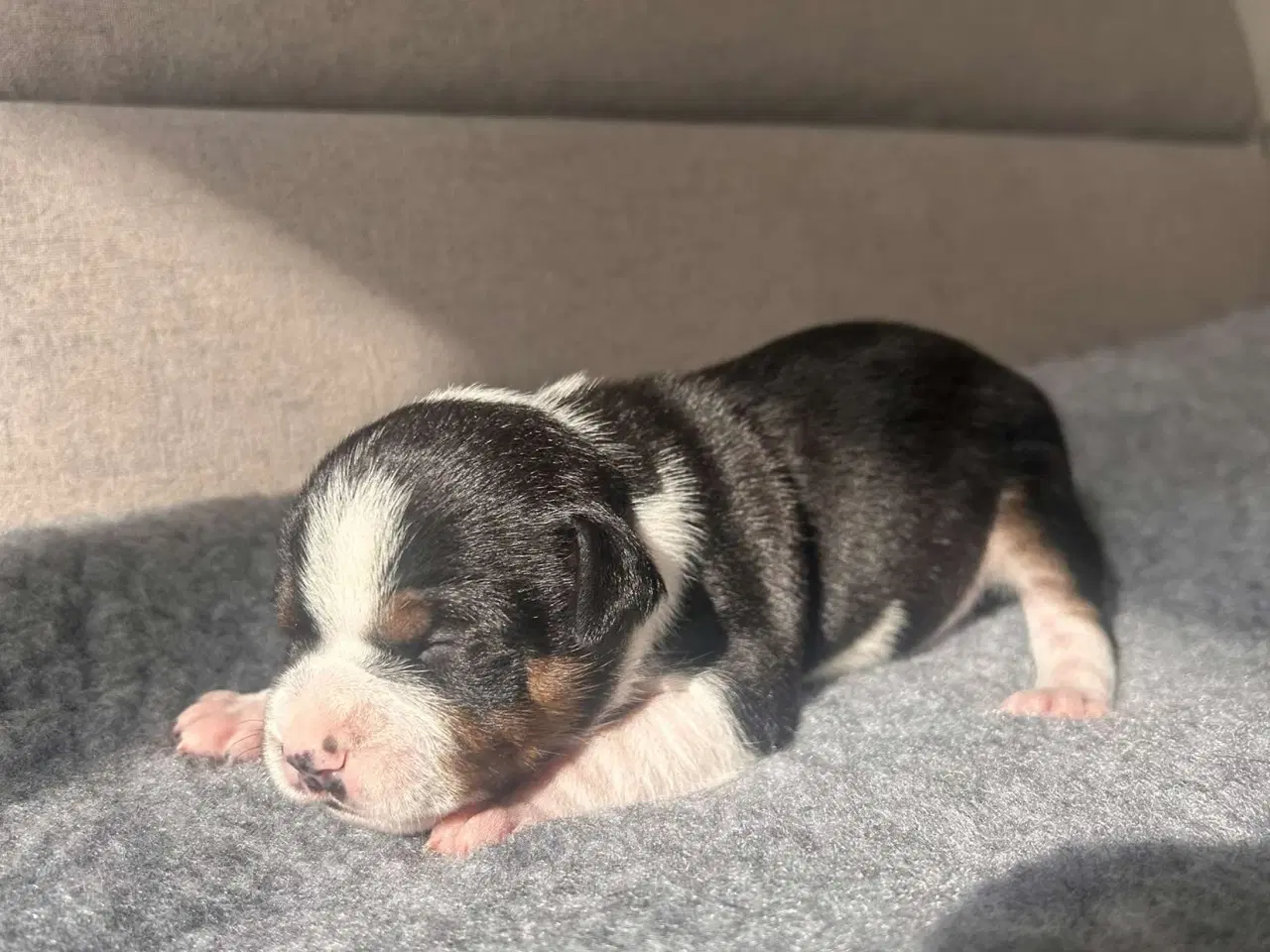Billede 1 - Engelske stafford Bull terrier stadfy