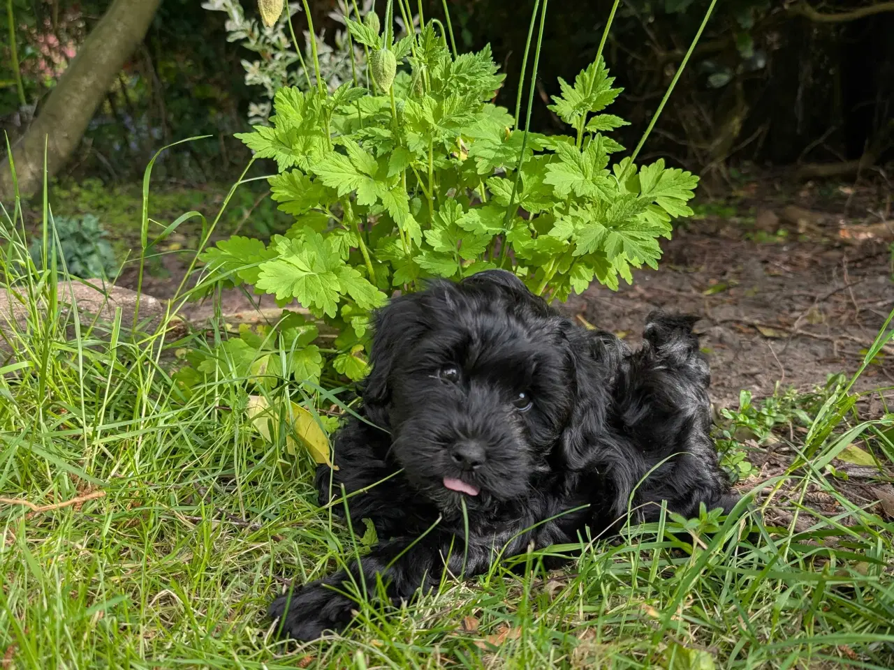 Billede 2 - Rumle og børste - Maltipoo