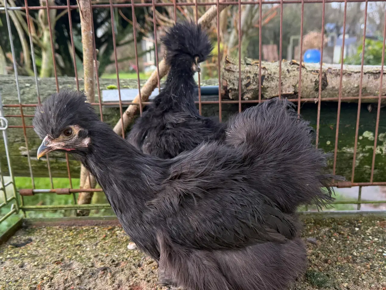 Billede 3 - Silker mellem- stor