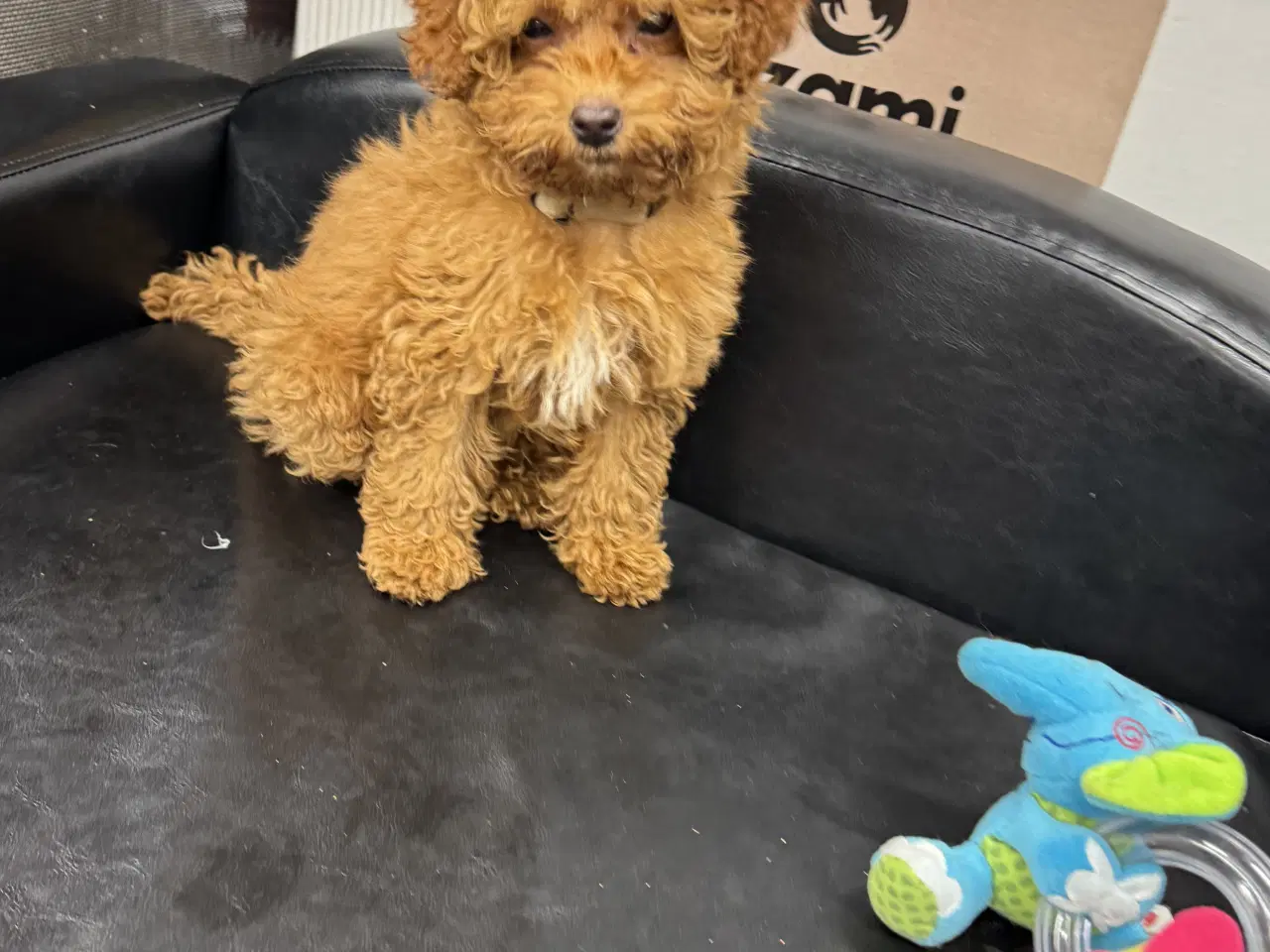 Billede 6 - 🐾maltipoo miniature 🩷💙🐾