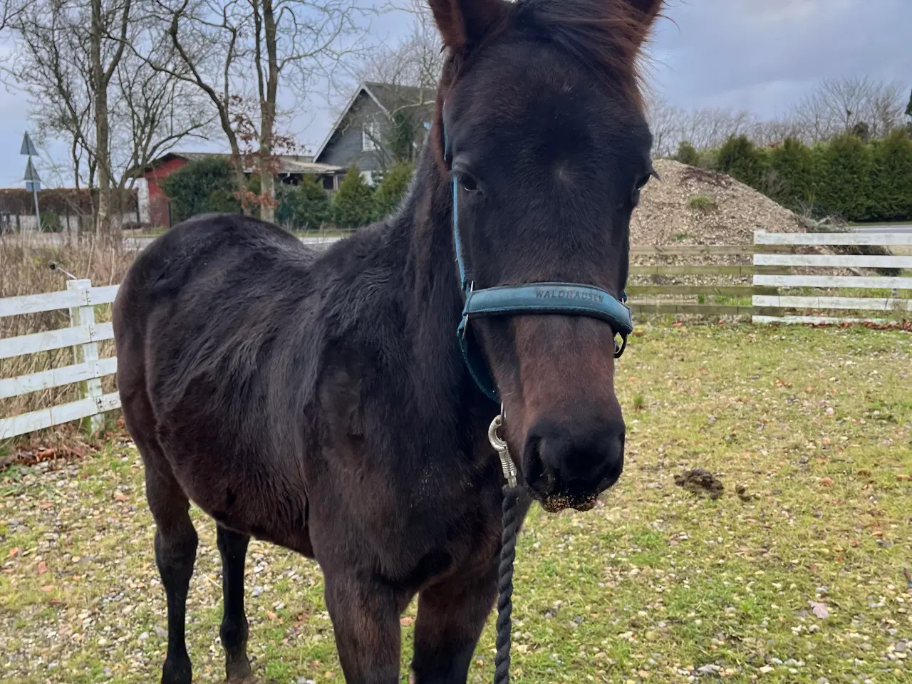 Billede 1 - Dansk Varmblod føl