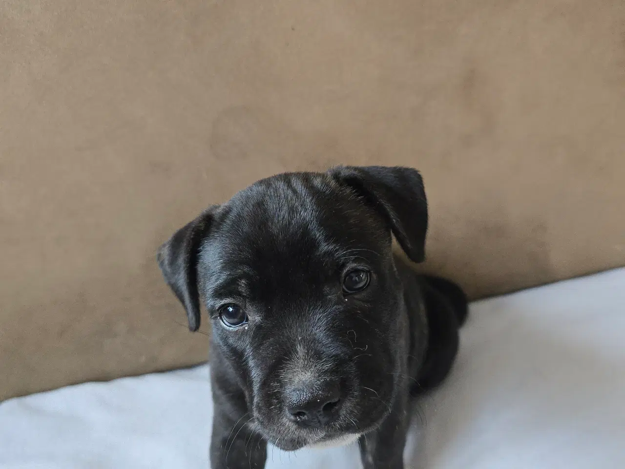 Billede 7 - Staffordshire Bullterrier Terrier