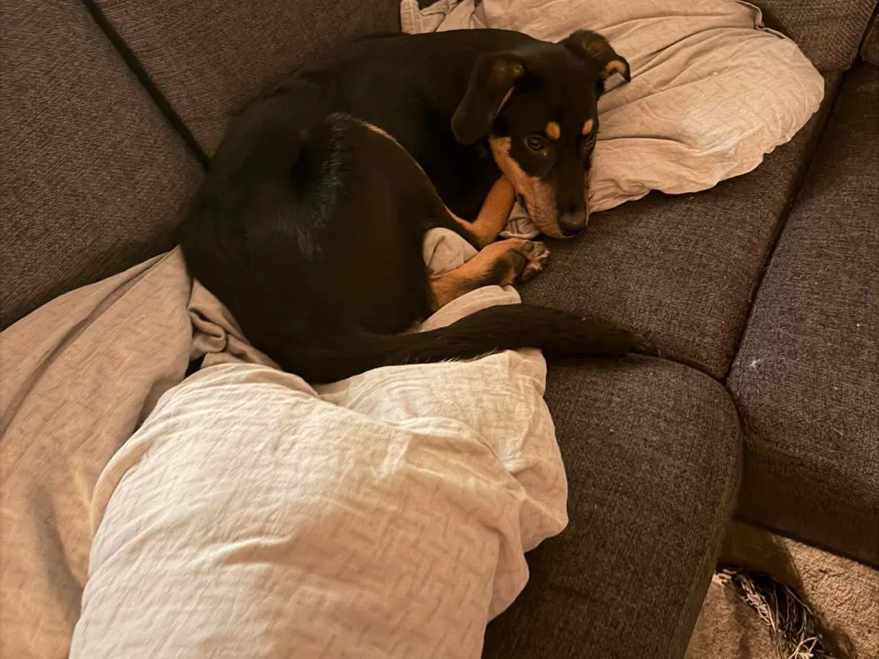 Billede 6 - Smukke Kenai søger nyt hjem 💙