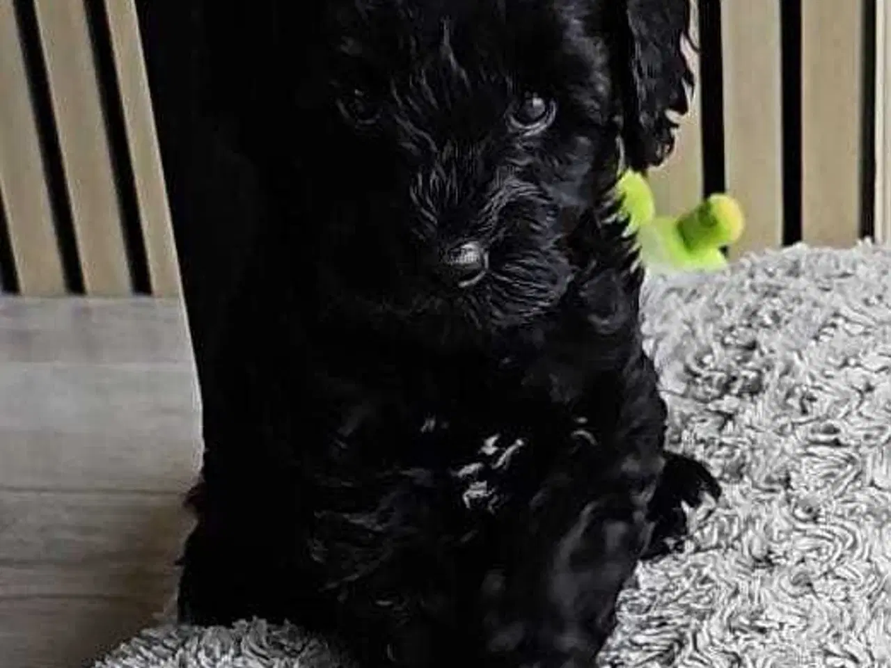Billede 1 - Cavapoo f1b 