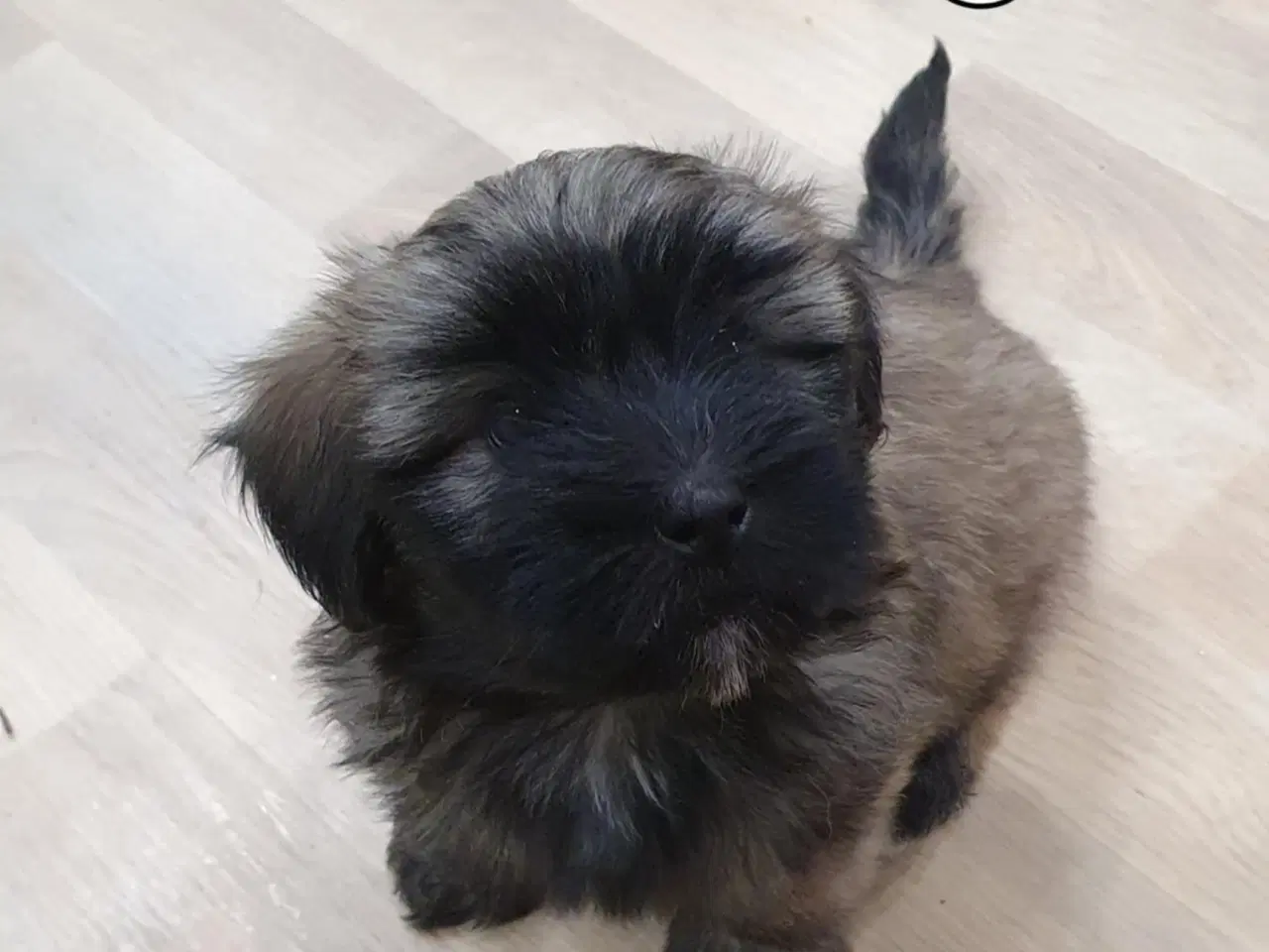 Billede 3 - Bichon Havanais hvalpe