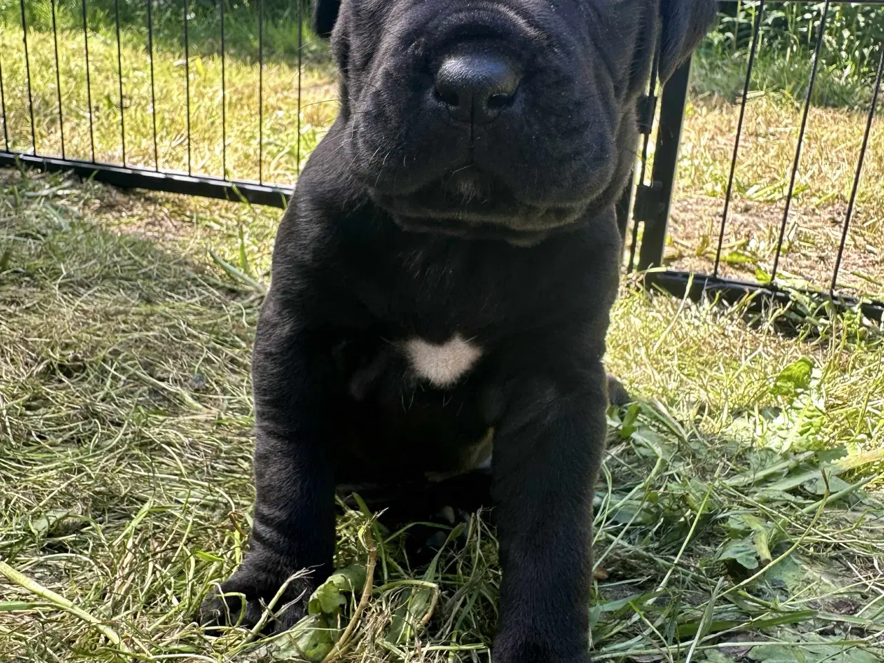 Billede 3 - cane corso Italiano
