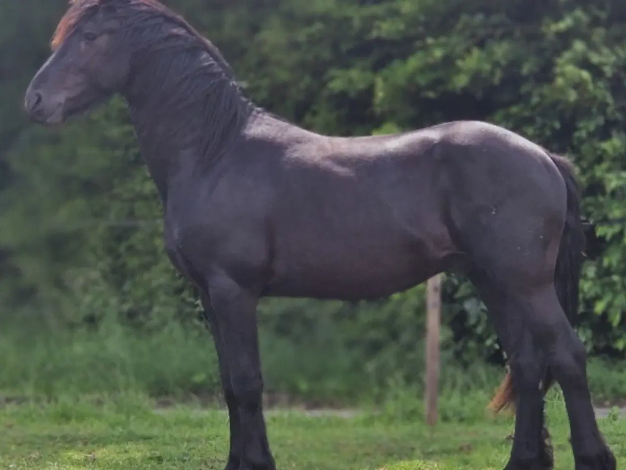 Billede 1 - Smuk barok pinto 