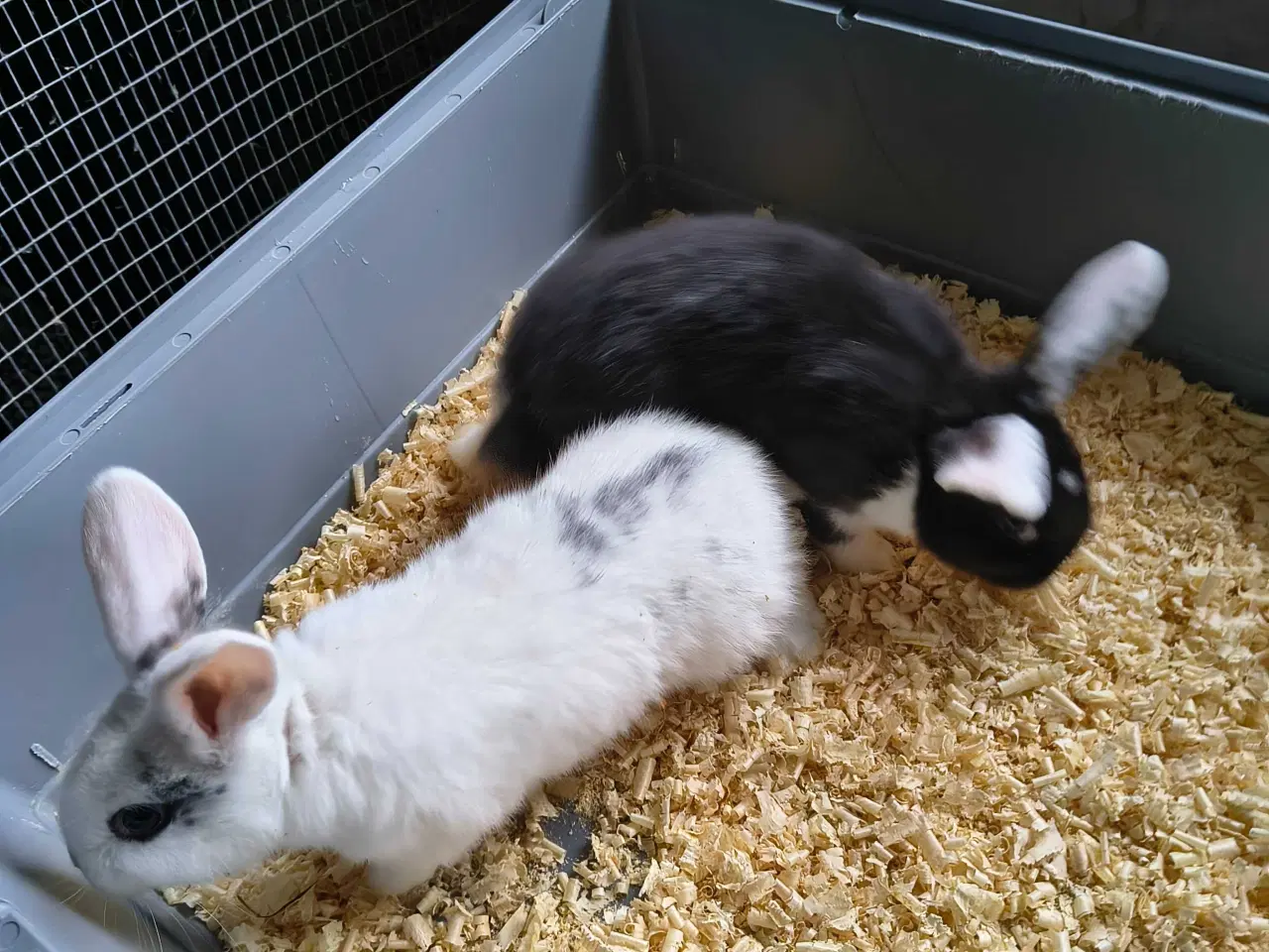 Billede 1 - Kaniner 