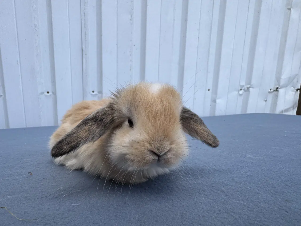 Billede 2 - Dværgvædder/Mini lop hunkanin 