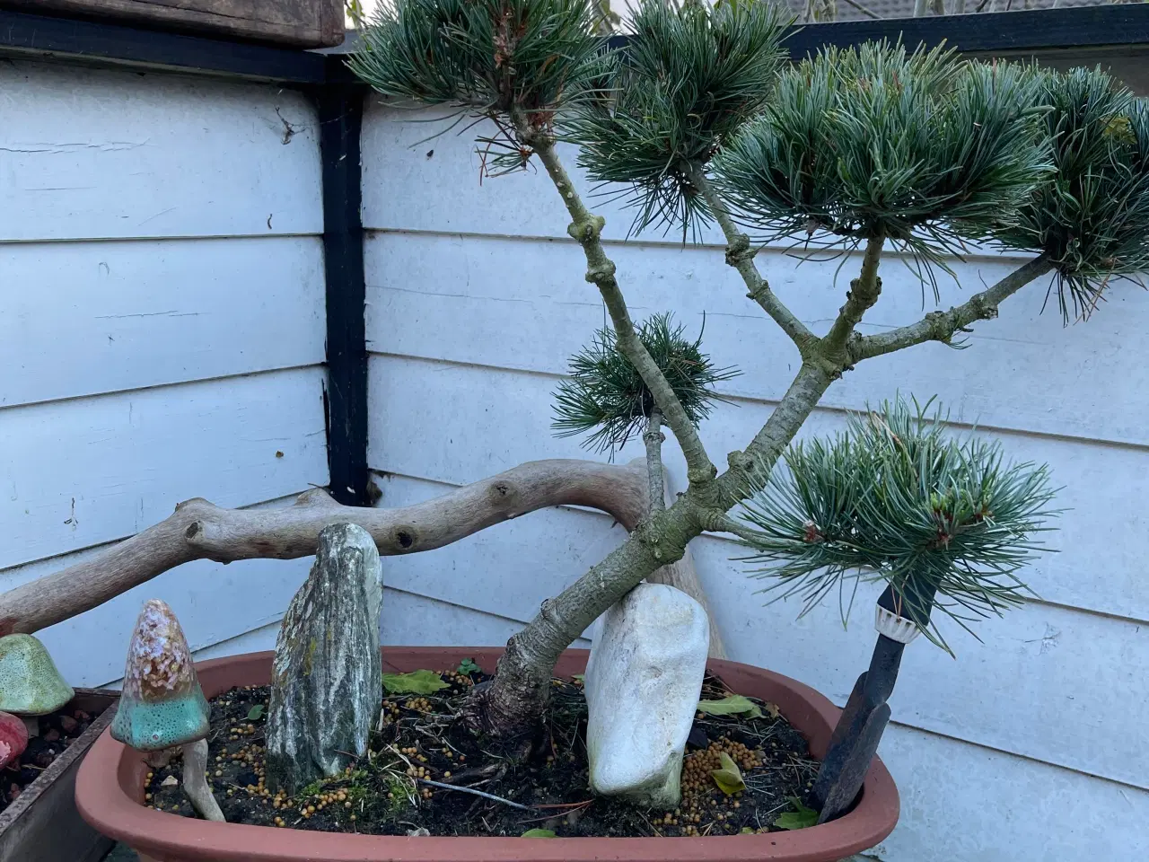Billede 1 - Penselfyr bonsai sælges