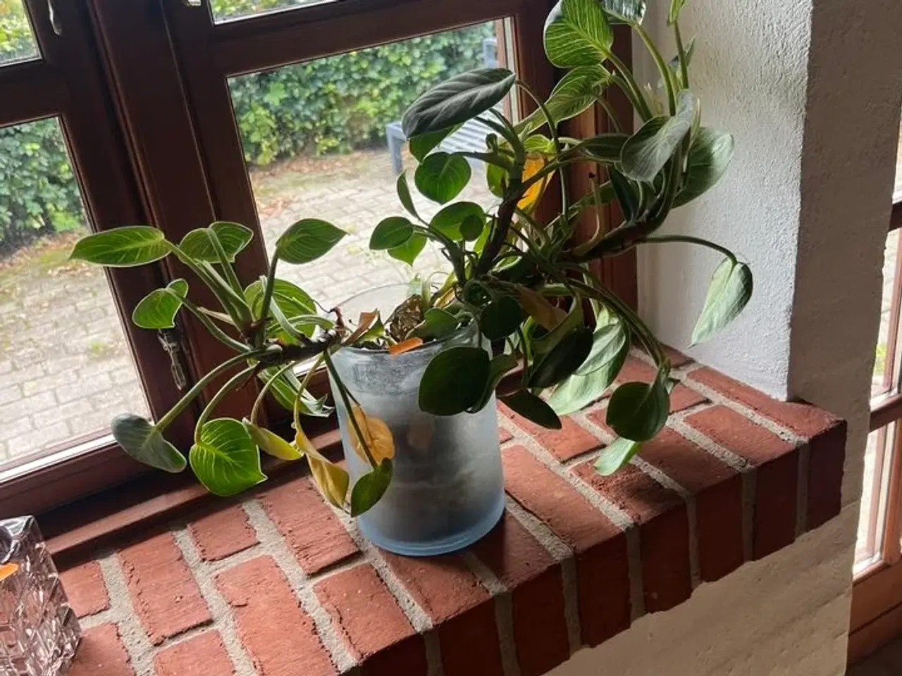 Billede 3 - Div. planter (se billeder)