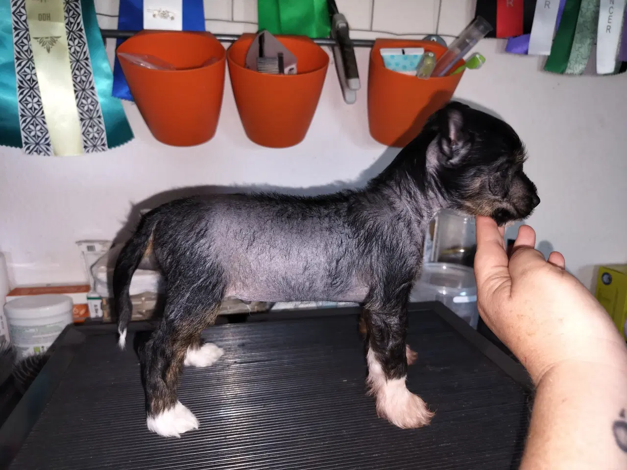 Billede 2 - Chinese crested/powder puff drenge med DKK stambog