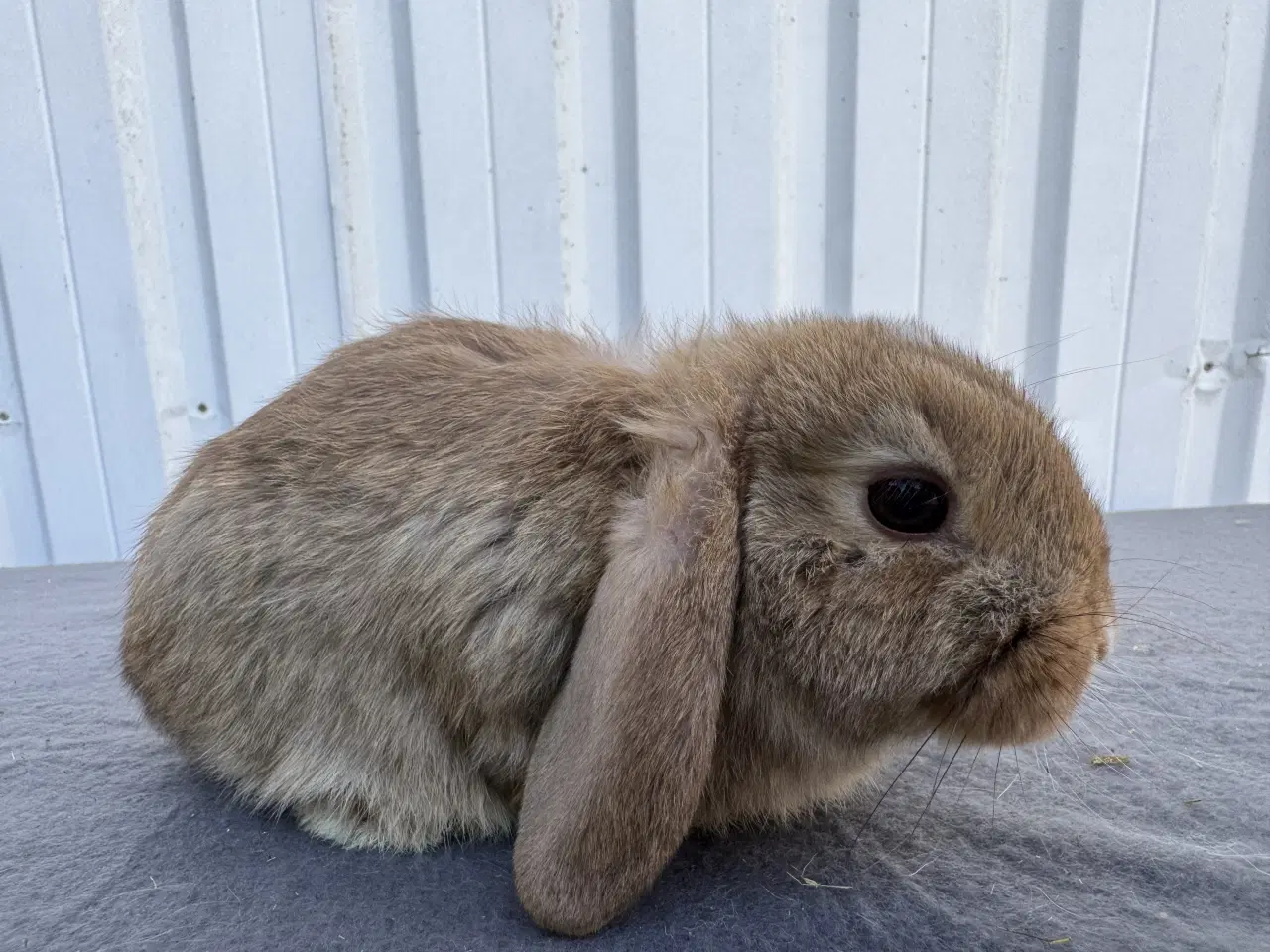 Billede 4 - Dværgvædder hankanin