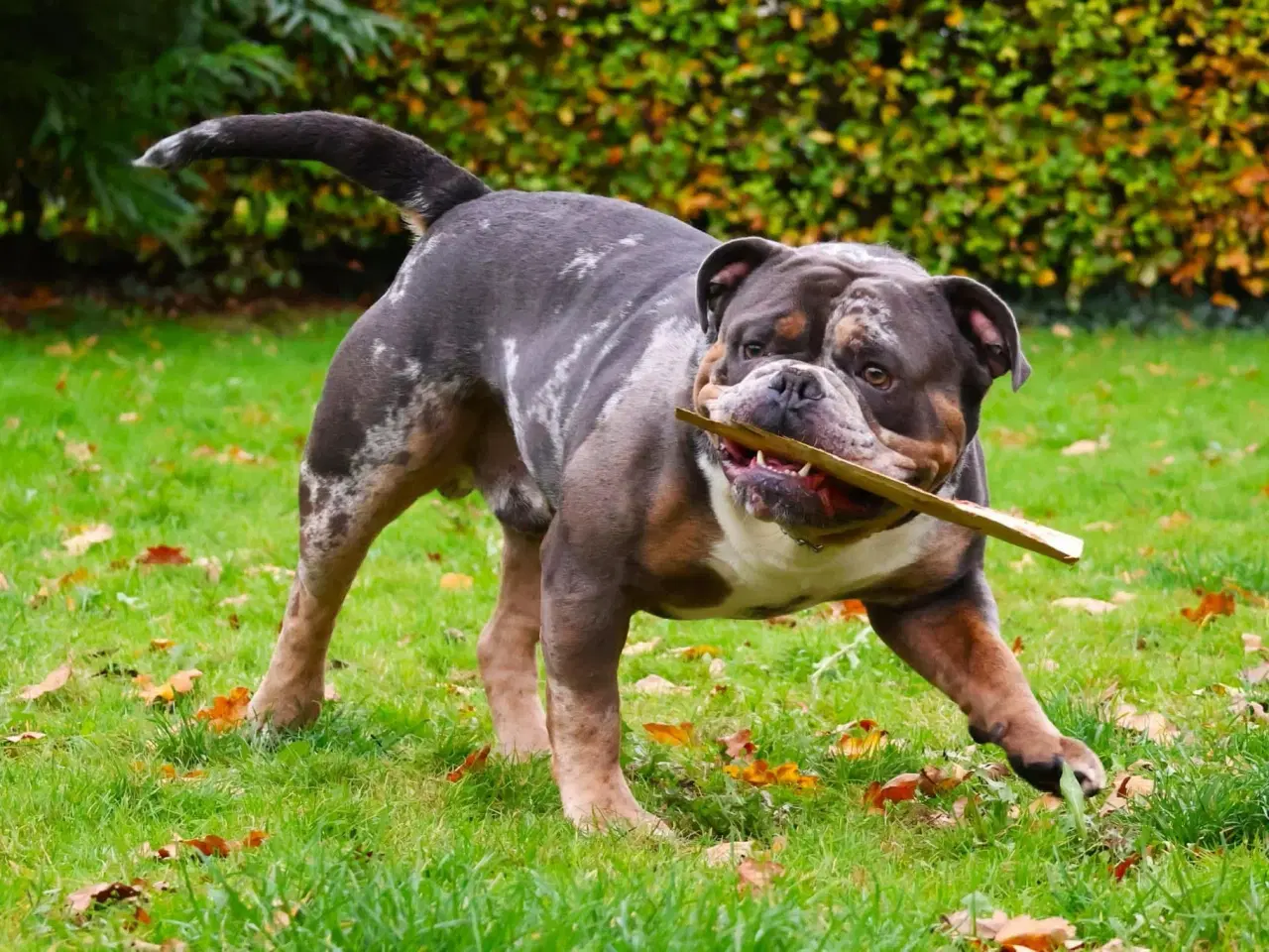 Billede 4 - Old English bulldog hvalpe