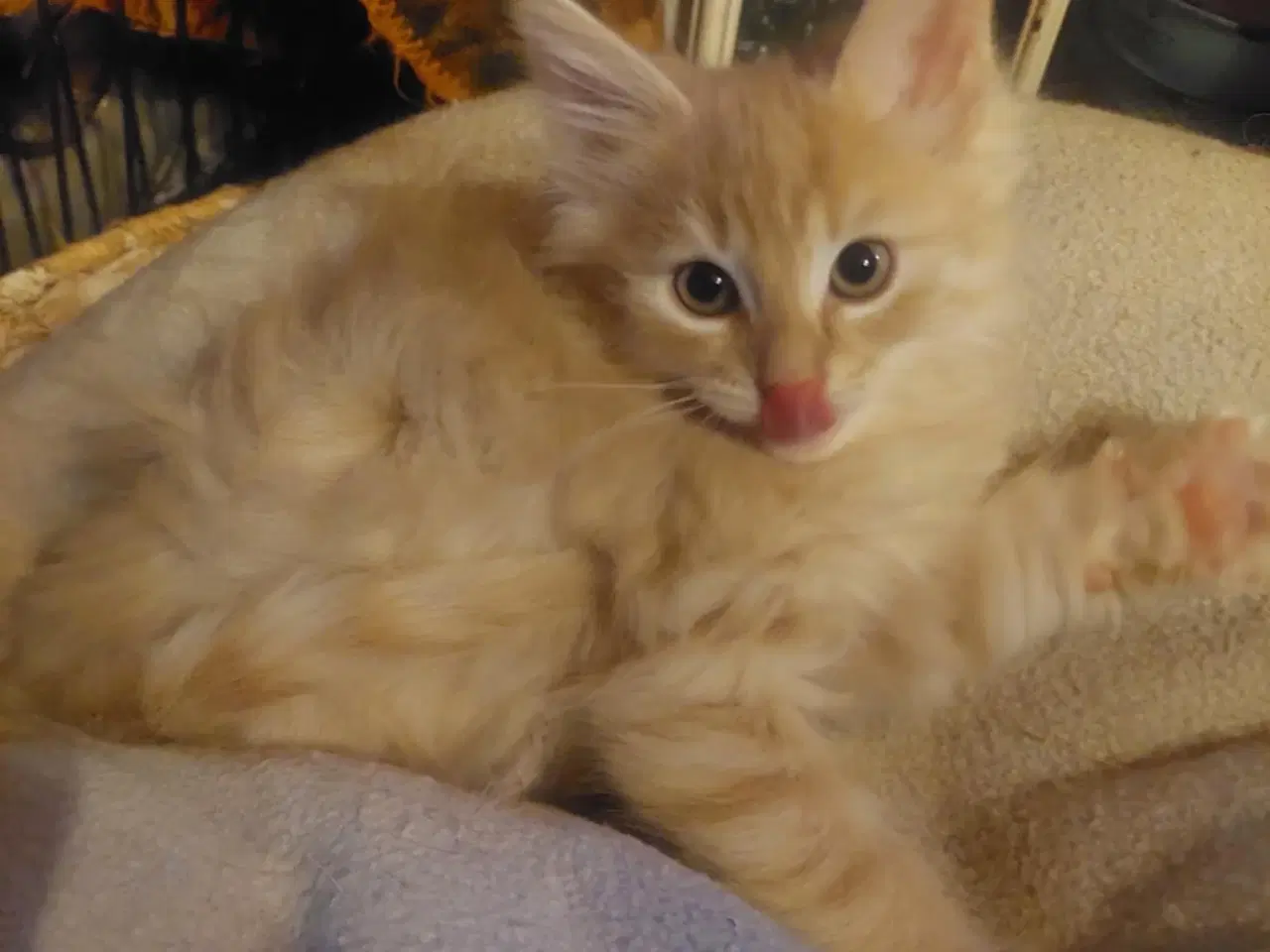 Billede 8 - Maincoon/Norsk skovkat