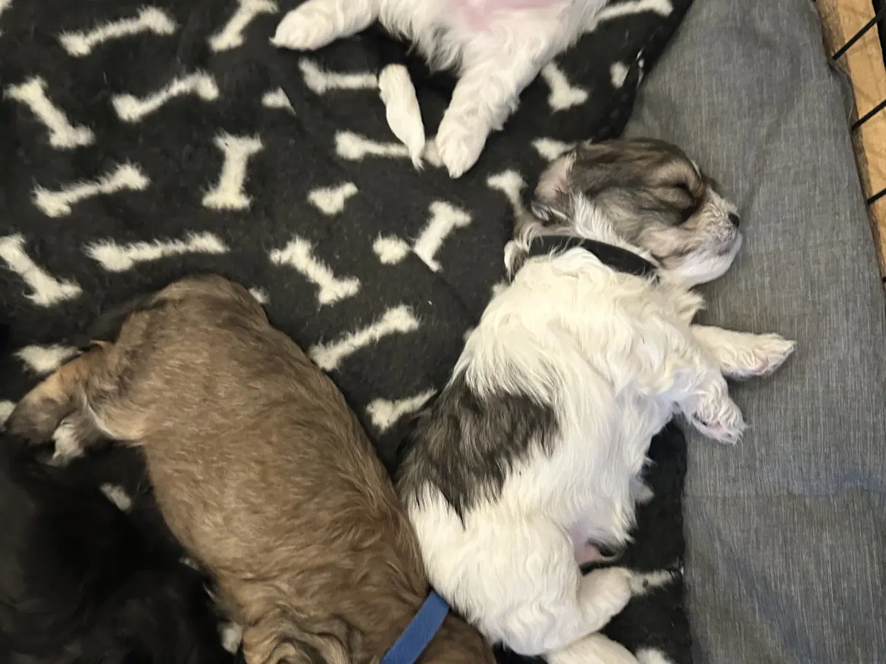 Billede 9 - Blødeste små hvalpe 