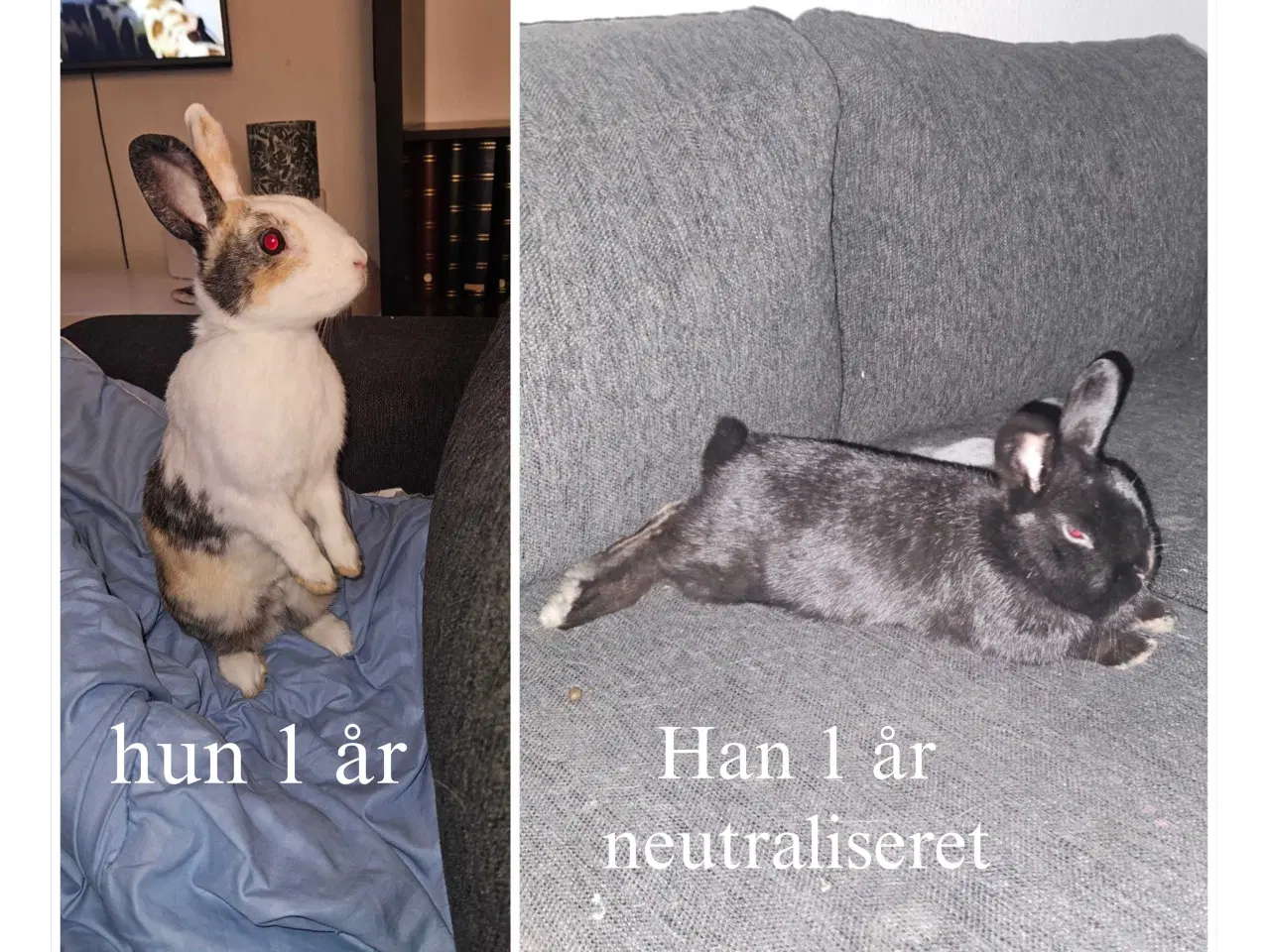 Billede 1 - 2 kaniner han og hun
