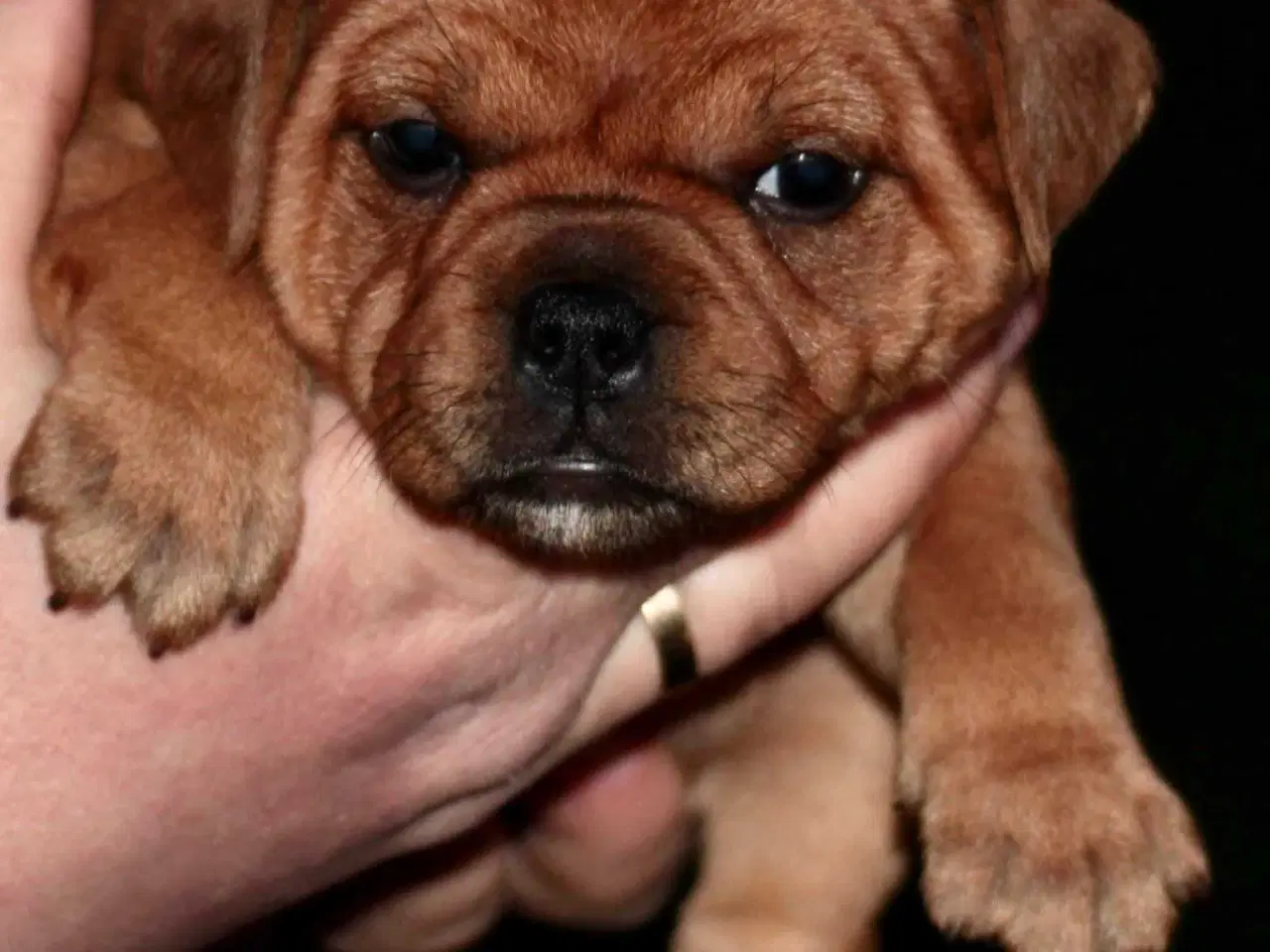 Billede 1 - Staffordshire Bull Terrier tæve DKK