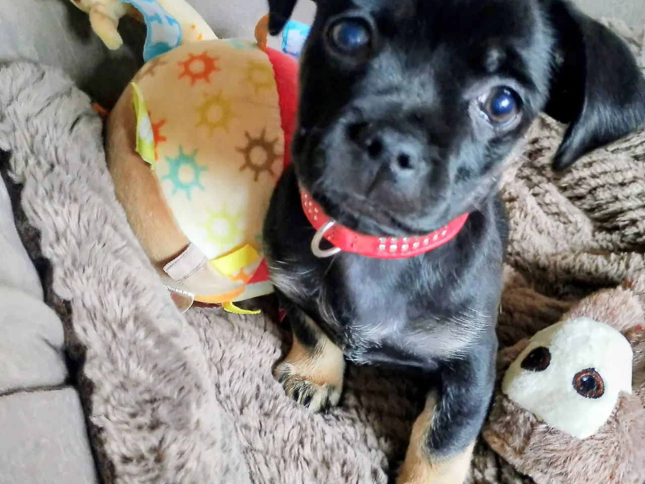 Billede 12 - Dejlige små race blandinge