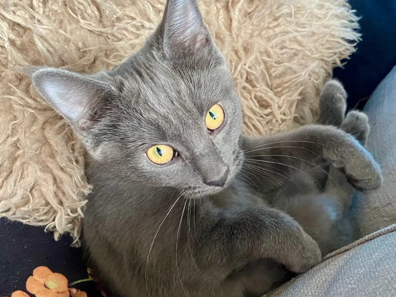 Billede 4 - Maine Coon/Perser/Huskat killinger