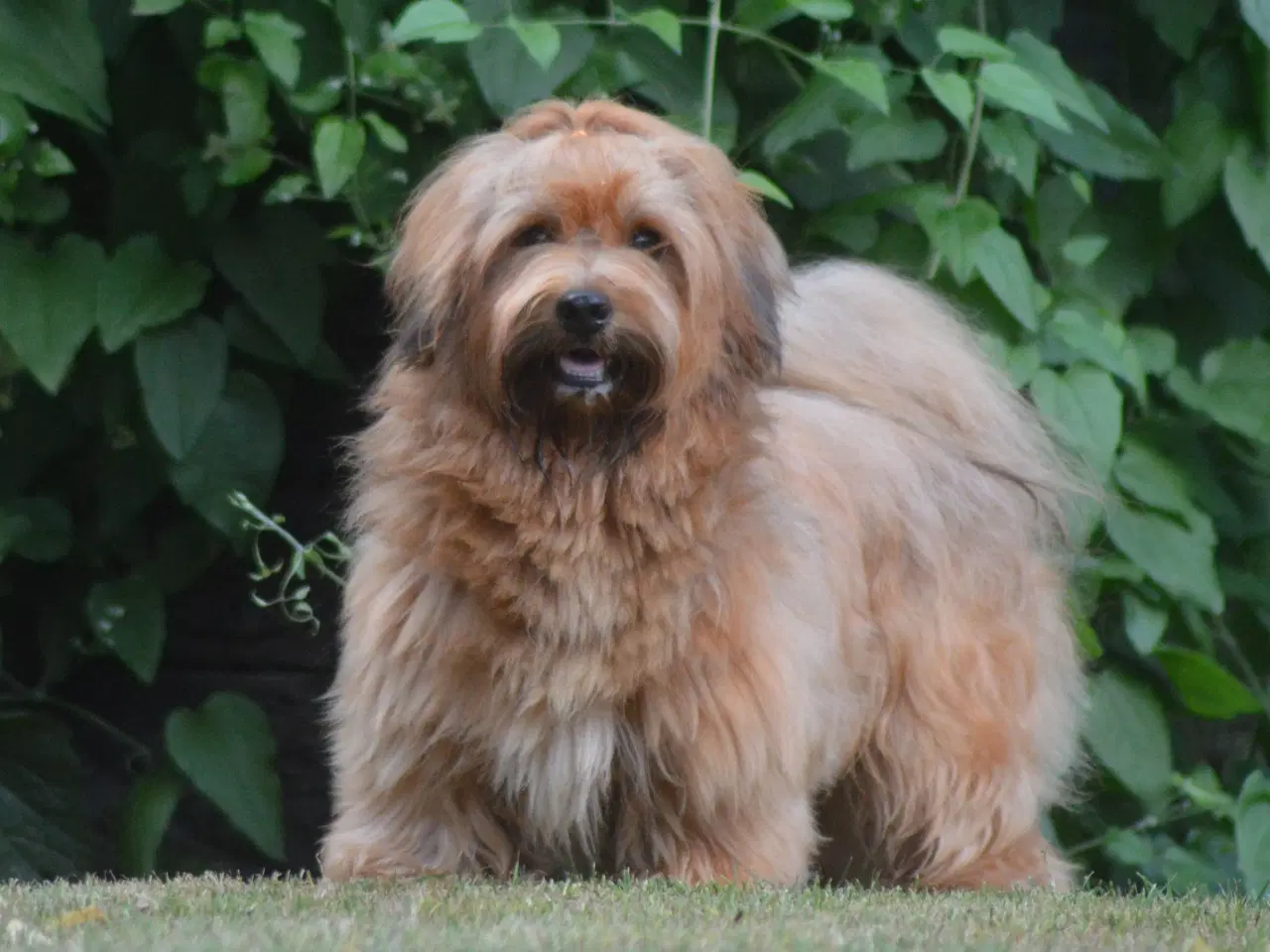 Billede 3 - Avlstjeneste /  Bichon Havanais