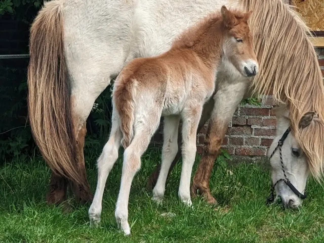 Billede 4 - Avl - Stævne eller luksus ridehest <3 