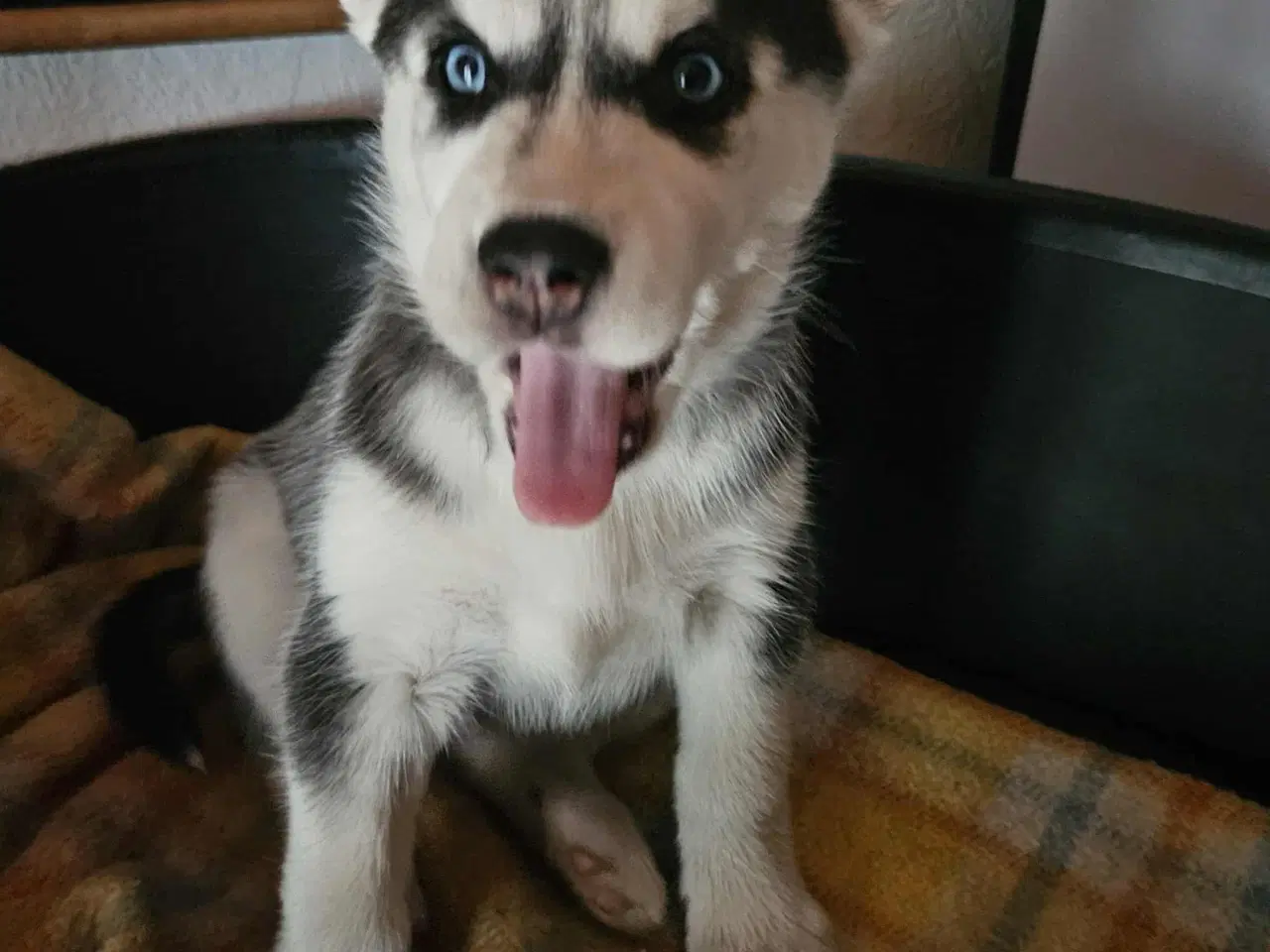 Billede 4 - 8 stk rene Siberian Husky  hvalpe