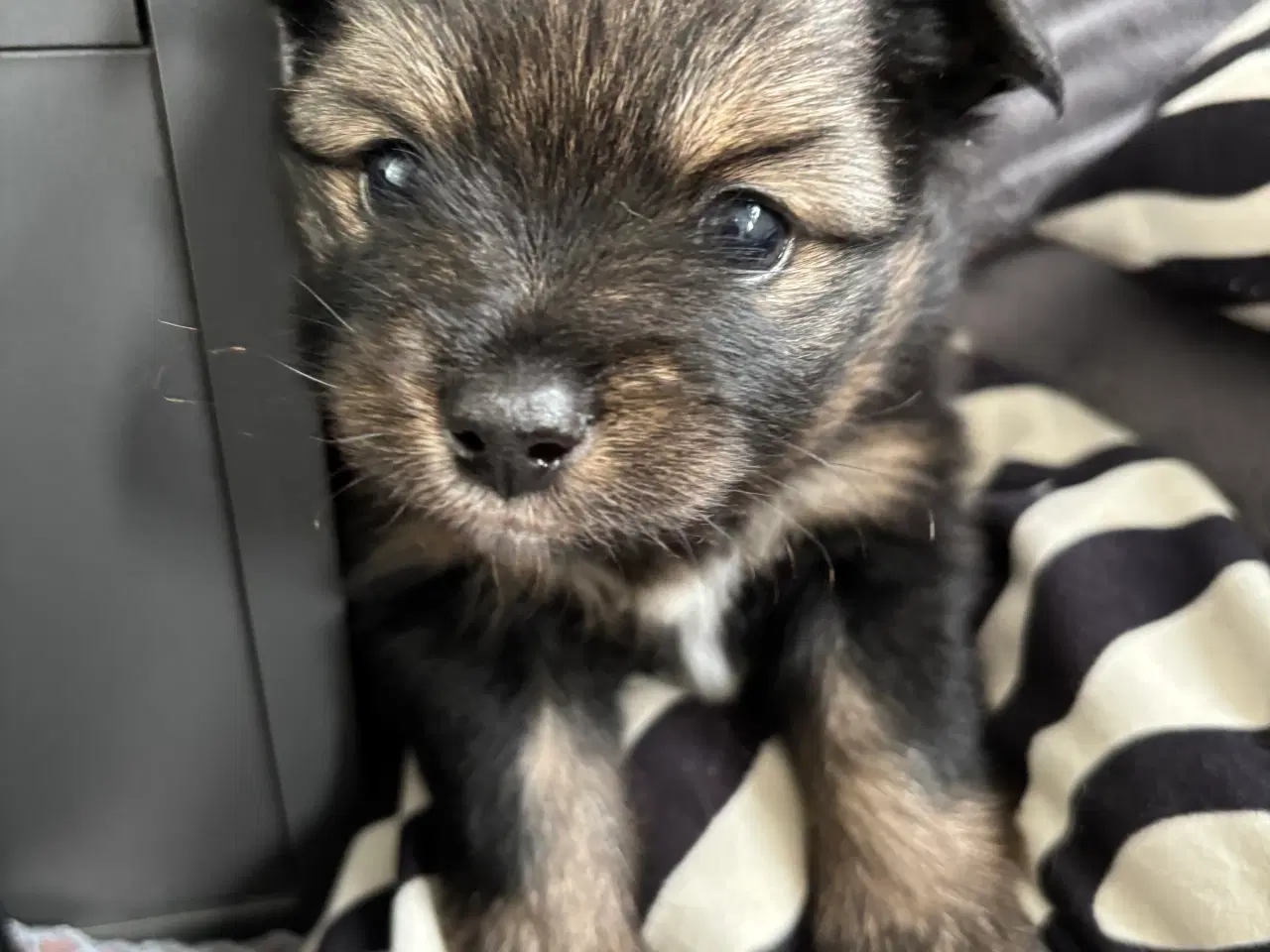 Billede 5 - Pomeranian hvalpe 