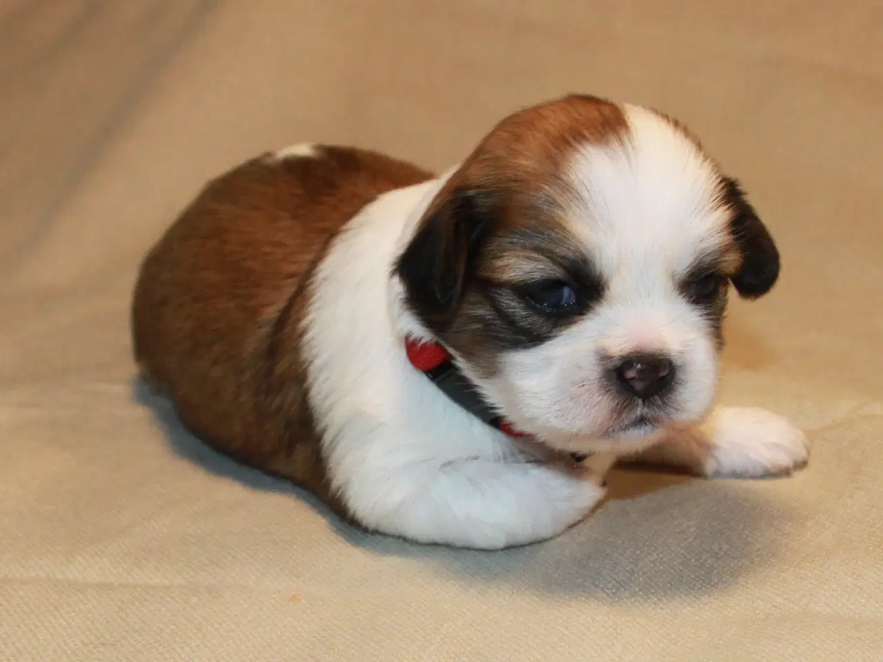 Billede 1 - Lhasa Apso hvalpe