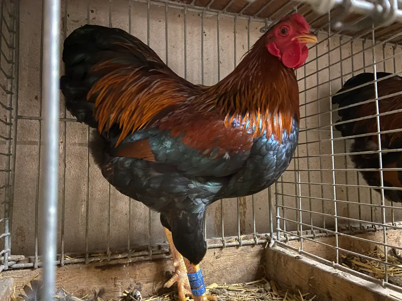 Billede 5 - Dværgwyandotter